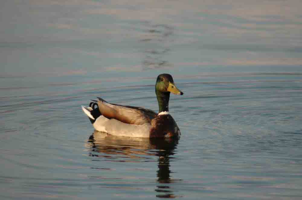 Pato - reserva natural dels Muntanyans - Tarragona - Catalunya 2.jpg